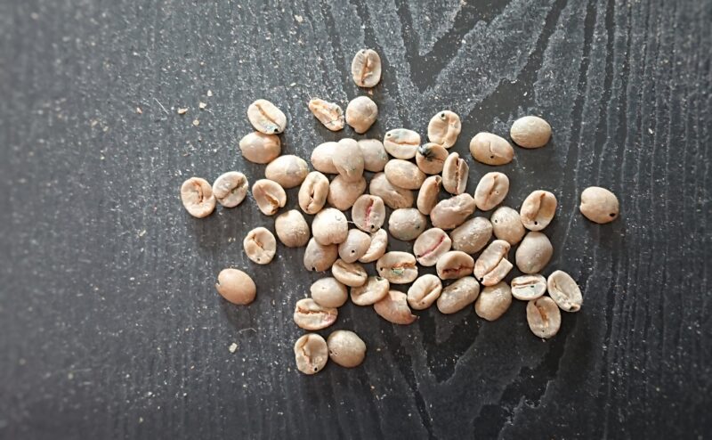 raw-beans-comparison_8